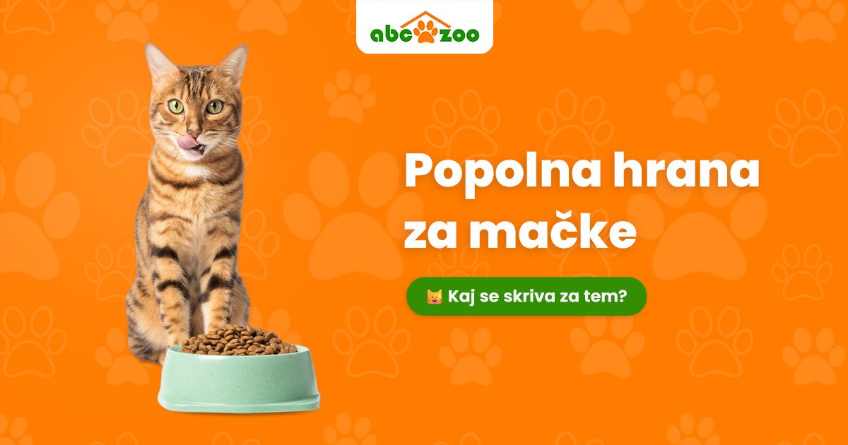 Zdravje mačke se začne v skledi: Kaj mora vsebovati kakovostna hrana in zakaj je to pomembno?