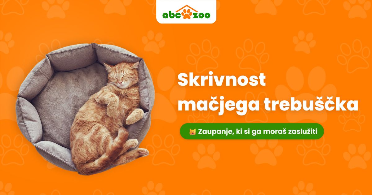 Osnovni znak zaupanja vaše mačke: Na kaj biti pozorni?