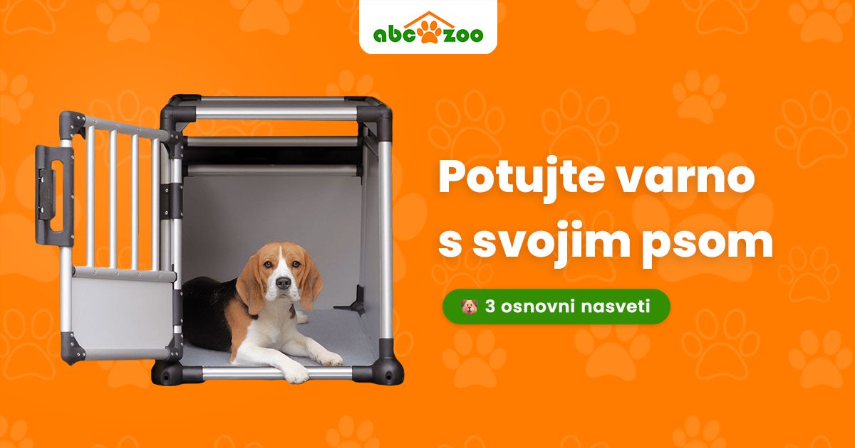 3 nasveti za varno potovanje s psom v avtu