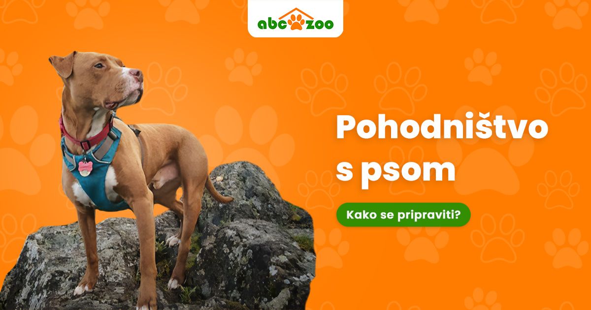 Prvi pohod s psom &ndash; kaj pričakovati in kako se pripraviti?
