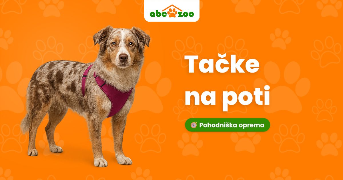 Česa na izletu s psom ne pozabim