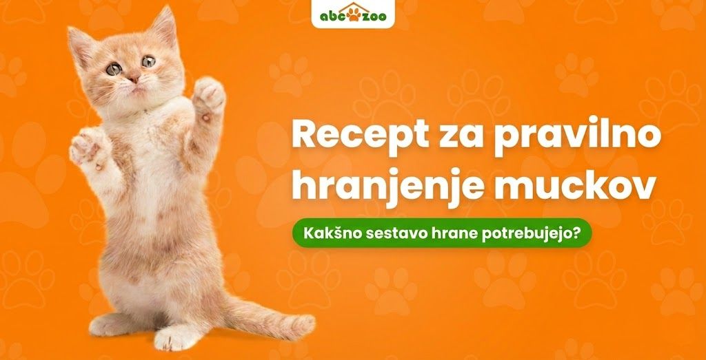 Recept za pravilno hranjenje mačjih mladičev